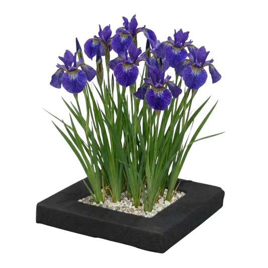 Isla De Plantas Iris Azul - 4 Plantas Acuáticas - Iris Kaempferi_0
