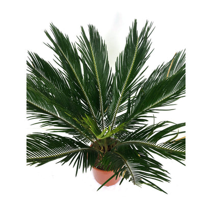 Cyca Revoluta M21 70cm_2
