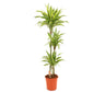 Dracena Lemon Lime 3 Troncos 90-45-15 M24 120-130cm