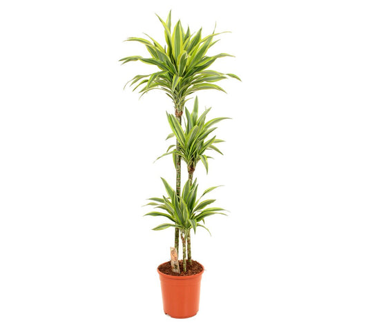 Dracena Lemon Lime 3 Troncos 90-45-15 M24 120-130cm