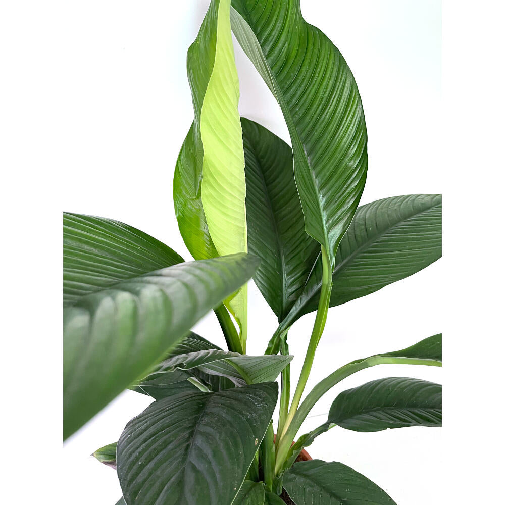Spathiphyllum Sensation M24 100cm (cuna De Moisés)_1