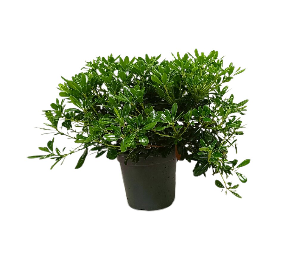 Pittosporum Tobira Nana M20 25cm_0