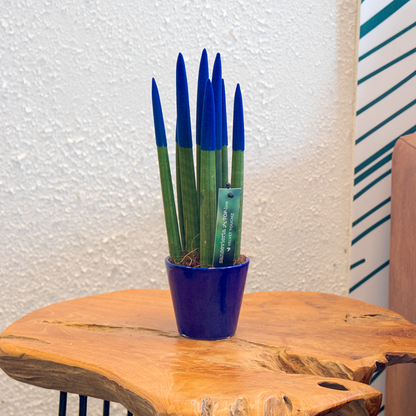 Lengua De Suegra Cilíndrica - Sansevieria Cylindrica - Altura 20-40cm - ⌀9cm