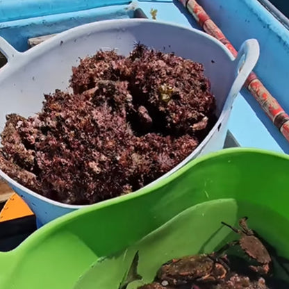 Pack 10 Capazo De Plástico Flexible Para Uso Alimentario. Asa Reforzada (blanco, 42l). Sin Bpas. Restaurantes, Vendimia_3