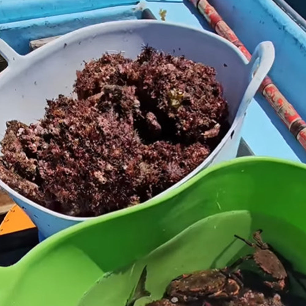 Capazo De Plástico Flexible Para Uso Alimentario. Asa Reforzada (blanco, 42l). Sin Bpas. Restaurantes, Vendimia..._3