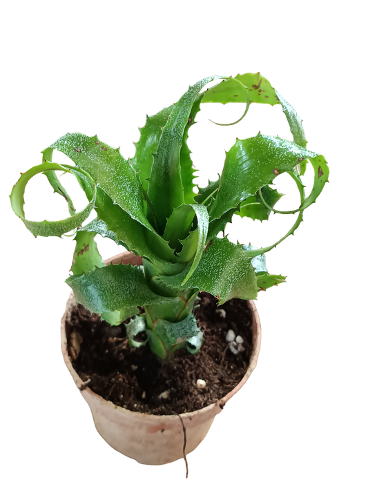 Neoregelia Mooreana Planta Bromelia Para Terrarios E Inteior