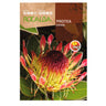 Semillas de Protea Eximia, Rocalba