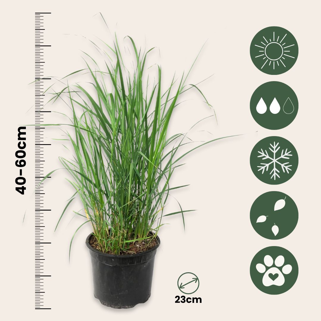 Pasto De Las Praderas - 2 Pzs - Panicum 'heavy Metal' - Altura 40-60cm - ⌀23cm_2