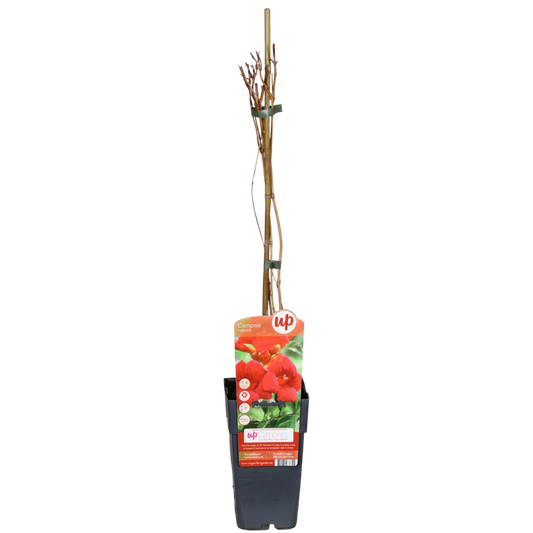 Campsis Radicans Planta Trepadora Con Flores Rojas Ø15