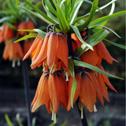 Fritillaria Roja - 3 Pzs - Fritillaria Rubra - Bulbos De Flores - Naranja
