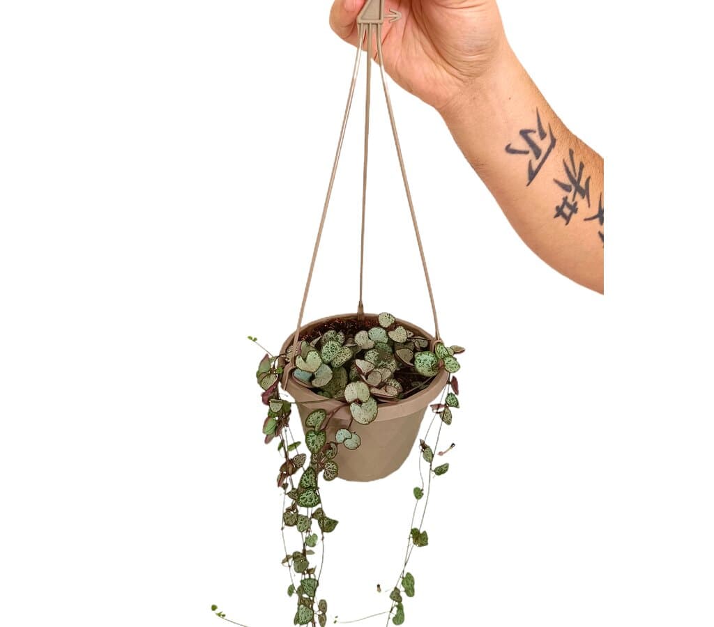 Ceropegia Woodii T15_1