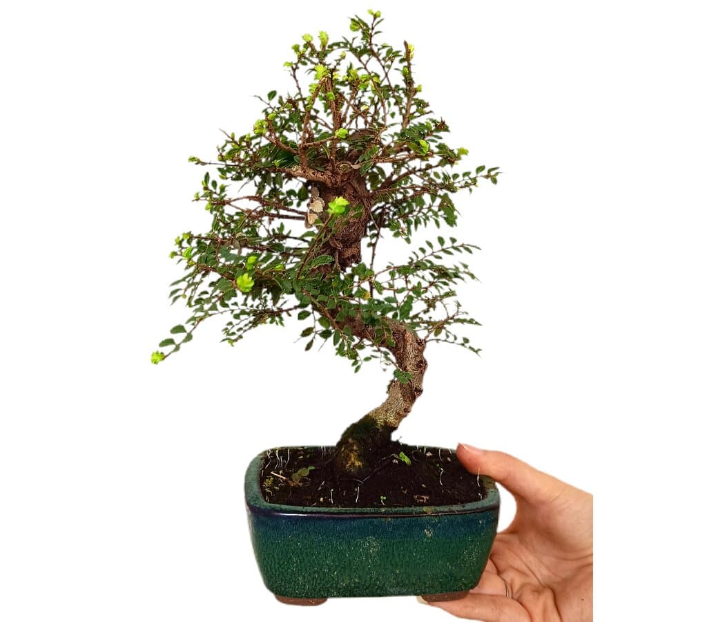 Bonsái Ulmus Parvifolia 10 Años (olmo Chino)