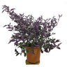 Vitex Trifolia Purpurea M24