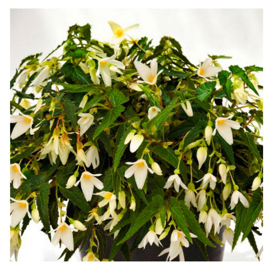 1 Bulbo De Begonia Bertinii Boliviensis 'santa Barbara' Planta De Flor_0