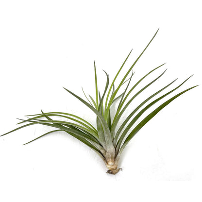 Tillandsia Velutini 15cm Alto X 10cm Ancho_0