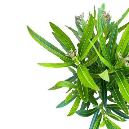 Adelfa Planta Ornamental De Jardín (nerium Oleander)
