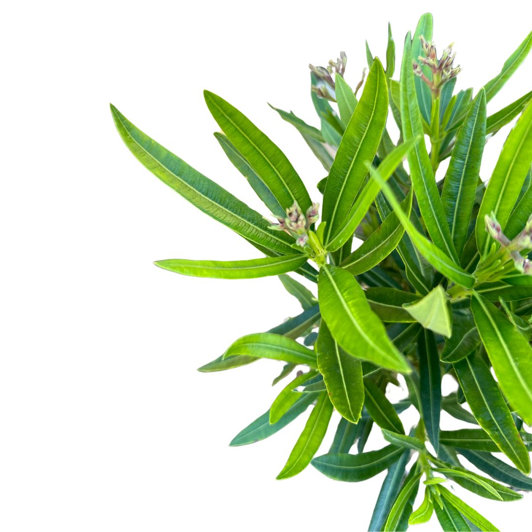 Adelfa Planta Ornamental De Jardín (nerium Oleander) Maceta 20cm_0