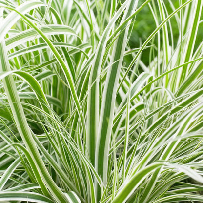 Cárex - Carex - 12 Plantas_2