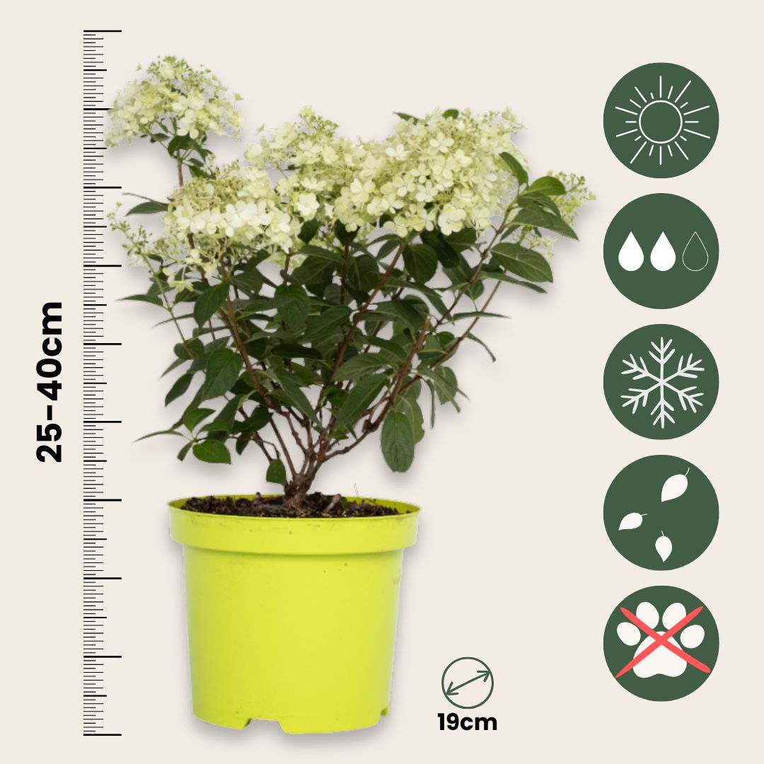 Hortensia - Hydrangea Paniculata 'bobo' - Altura 25-40cm - ⌀19cm_2