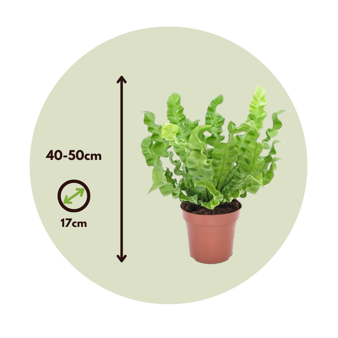 Helecho Nido De Ave - Asplenium Nidus 'crispy Wave' - Altura 40-50cm - ⌀17cm_2