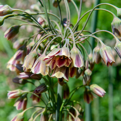 Allium Siculum - 30 Pzs - Allium 'nectaroscordum' - Bulbos De Flores - Rosa