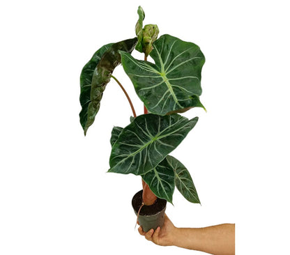 Alocasia Pink Dragon M14 45cm Planta Natural Perfecta Para Interior_0
