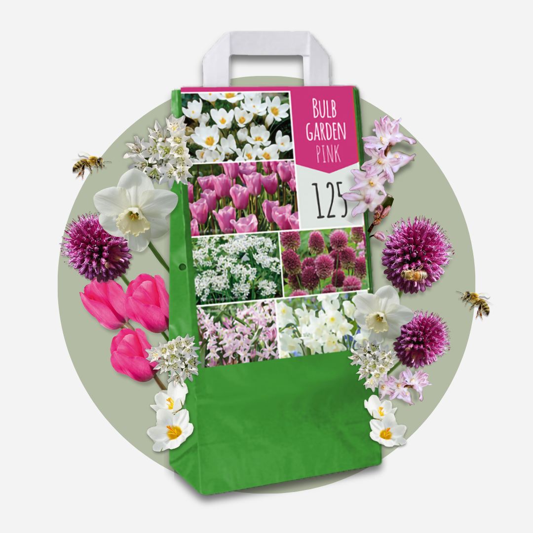 Mezcla De Bulbos De Flor - 125 Pzs - Púrpura_4