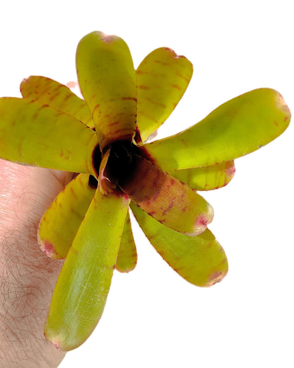 Neoregelia 'Thera'; bromelia verde colorida; Curiosarium; altura 10 cm, diámetro 12 cm, sin sustrato_5