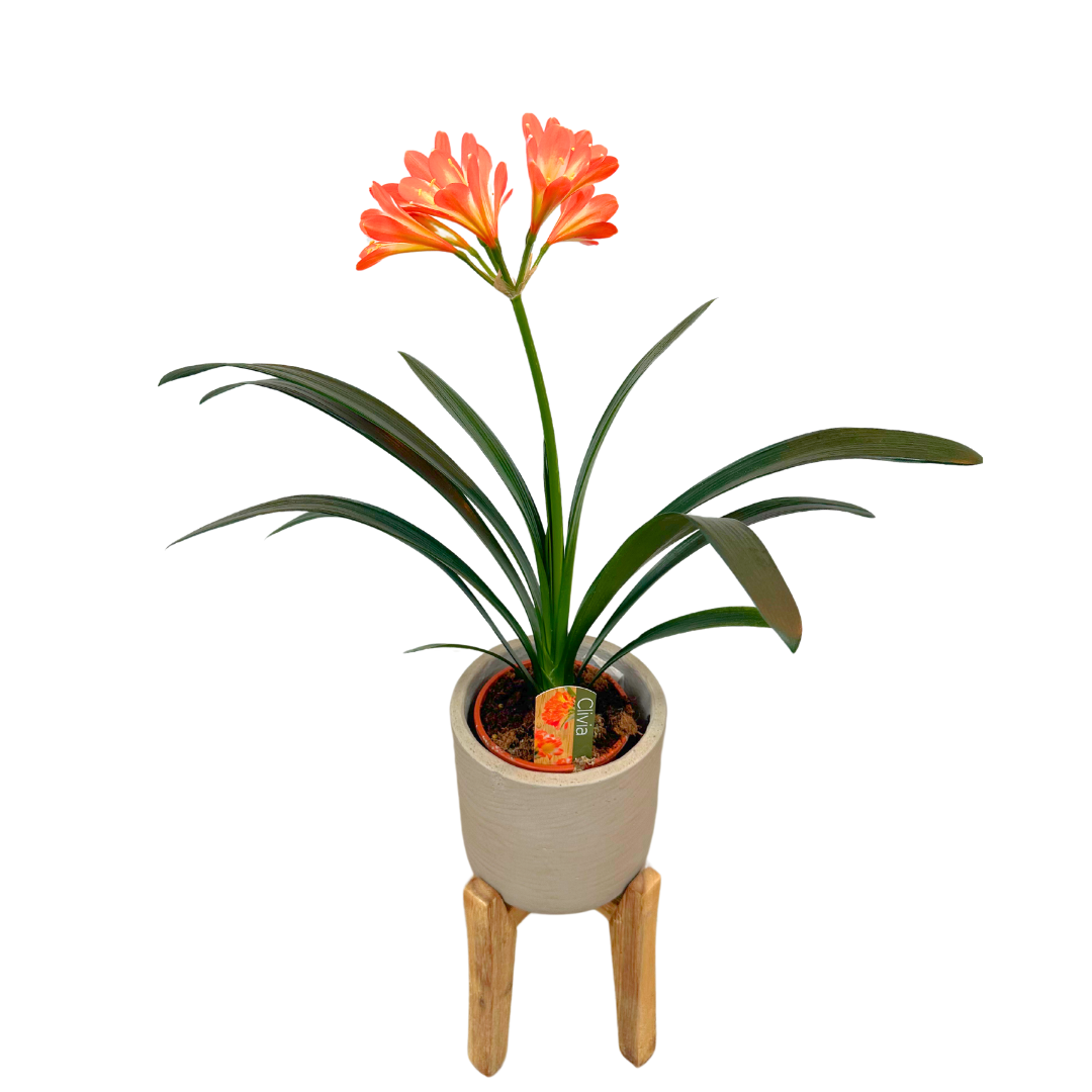 Clivias Belleza Tropical Para Tu Hogar M13