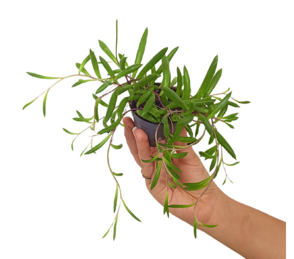 Senecio Purple Flush M6_0