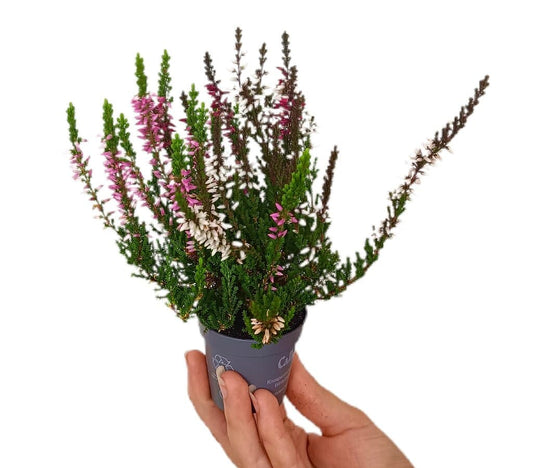 Calluna Vulgaris Tricolor M6_0
