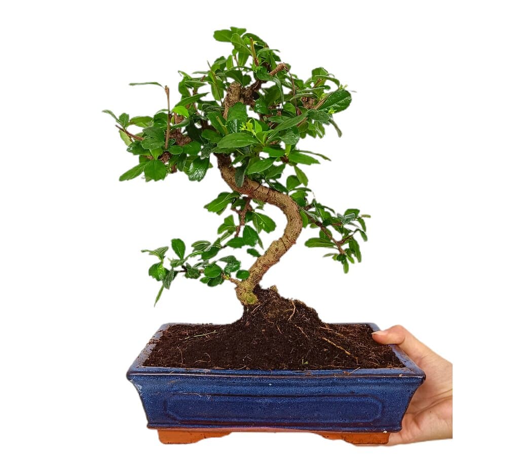 Bonsái Carmona Microphylla 10 Años (té De Filipinas)_0
