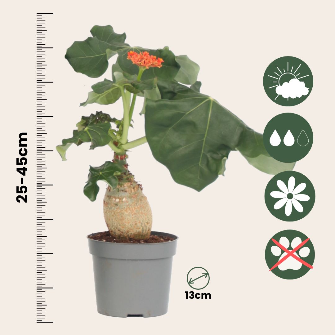 Jatrofa - 2 Pzs - Jatropha Podagrica - Altura 25-45cm - ⌀13cm_2