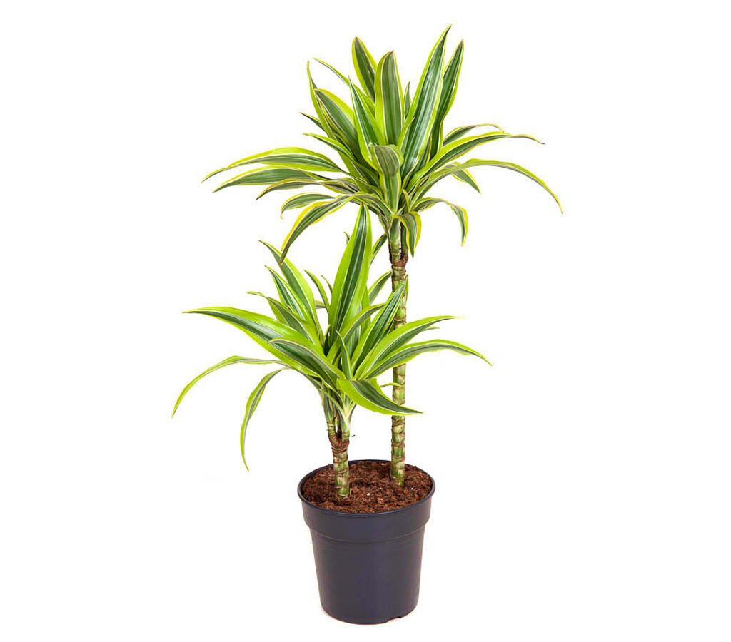 Dracena Lemon Line 2 Troncos 45-15 M17