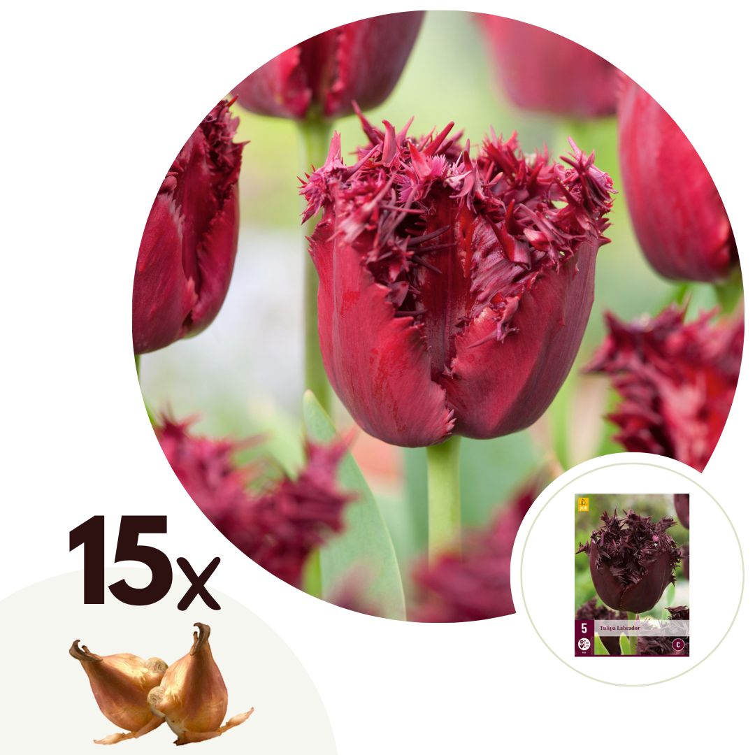 Bulbos De Tulipán - 15 Pzs - Tulipa 'labrador' - Bulbos De Flores - Púrpura_0