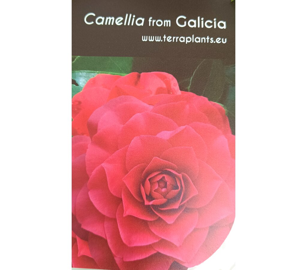 Camelia 5l 60-80cm_1