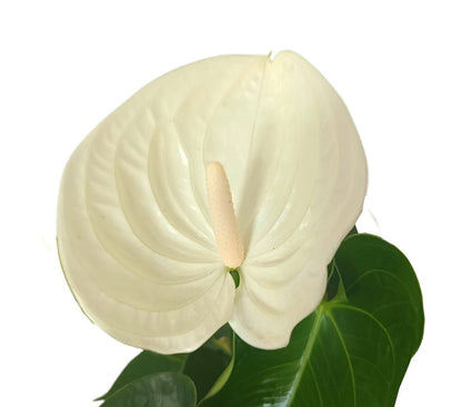 Anthurium Andreanum Blanco M14 40cm_1