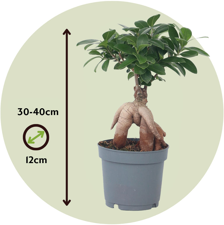 Laurel De Indias - 2 Pzs - Ficus Microcarpa - Altura 30-40cm - ⌀12cm