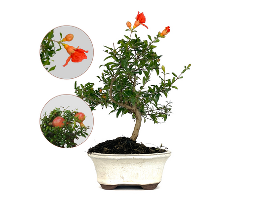 Bonsái Punica Granatum Nana – Granado 7 Años