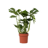 Costilla De Adán - Monstera Deliciosa - Altura 70-80cm - ⌀21cm