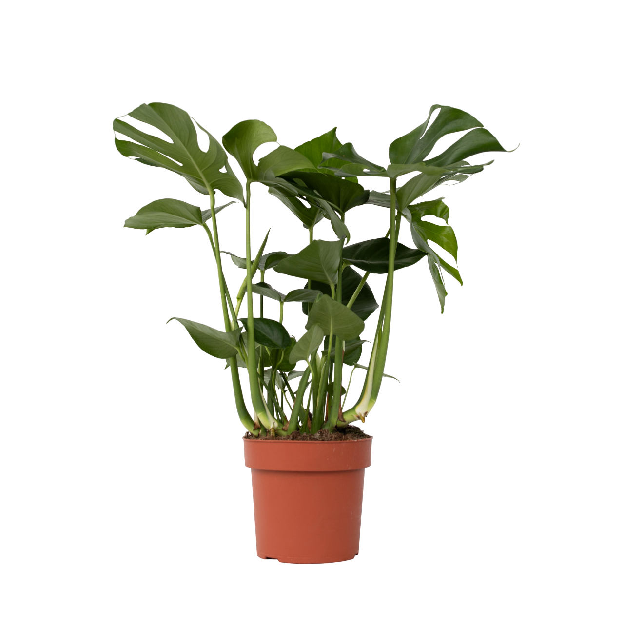 Costilla De Adán - Monstera Deliciosa - Altura 70-80cm - ⌀21cm_0