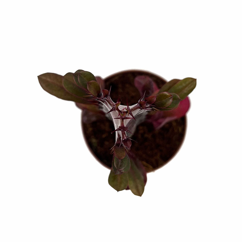 Euphorbia Trigona Rubra Cactus Y Suculentas M8,5 cm Ø_1