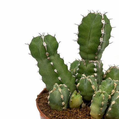 Euphorbia Polyacantha Cactus Y Suculentas M8,5 cm Ø_2