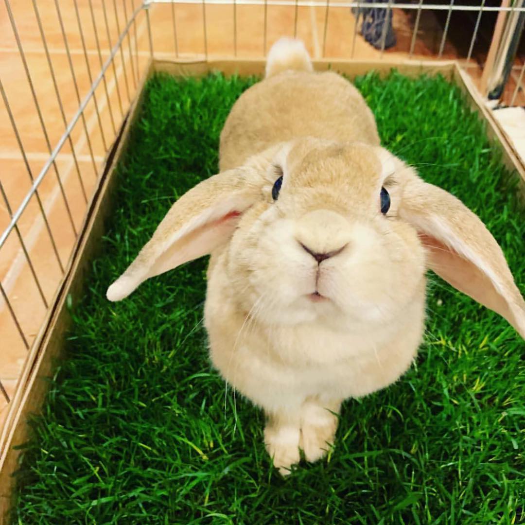 Petground, Parque Para Conejos, Casa De Césped Natural_3