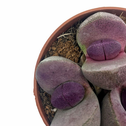 Pleiospilos Nelii Cv Royal Flush Cactus Y Suculentas M8,5 cm Ø_2