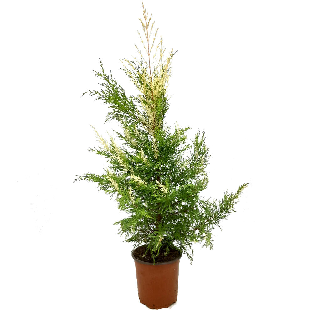 Cupressus Snowcrest M17 80cm_0