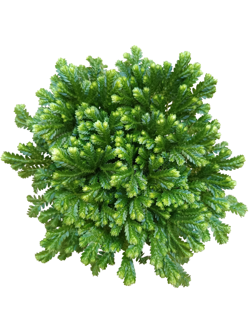 Sellaginella JORI Planta de interior ideal para decorar