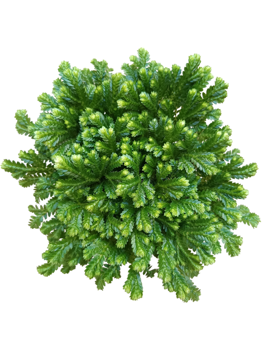 Sellaginella Jori Planta De Interior Ideal Para Decorar_0