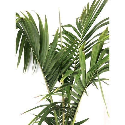 Archontophoenix Alexandrae M24 140-160cm (palmera De Alejandría)