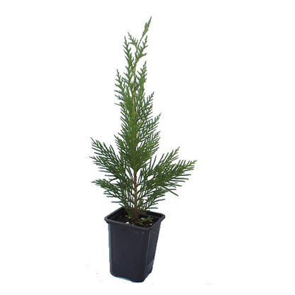 Cipres Leylandii (25 Cm Aprox)_0